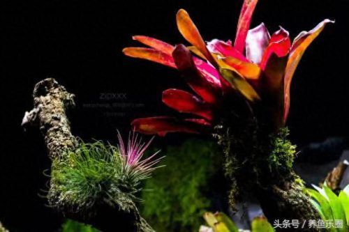 景观鱼缸价位排名前十(睿美7s鱼缸价位及质量怎么样)插图15