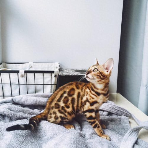 最美的十大猫咪品种排行榜(养什么品种猫咪比较好)插图9