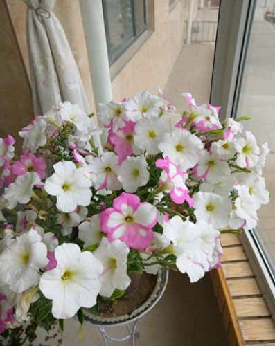 十大最易买的花卉排行榜(昌平十大花卉市场)插图3