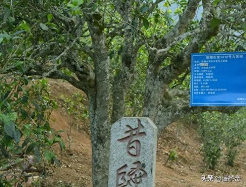 普洱生茶排名前十(普洱生茶十大排名)插图6