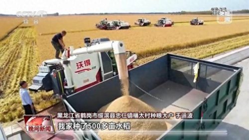 玉米新疆产量排名前十(新疆青储玉米的方法)插图