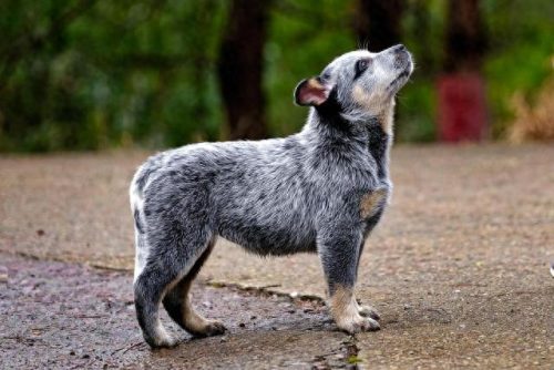 犬排名前十的狗狗(狗狗驱虫药十大排名)插图8