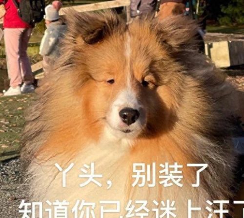 狗狗培训机构排名前十(北京狗狗寄养训练机构)插图5