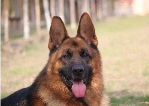 十大最佳犬种排行榜第一(十大名犬排行榜最新)插图11
