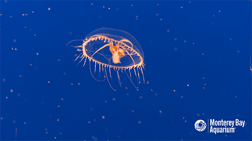 日本十大水族馆排行榜(日本鸟羽水族馆)插图17