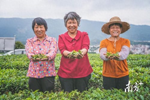 广东省十大名茶排行榜(广东十大名酒)插图7