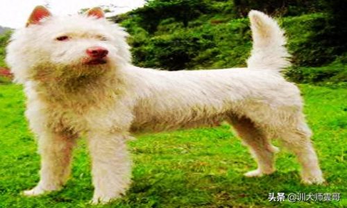 中国十大中型犬排行榜(大中型犬推荐品种)插图1