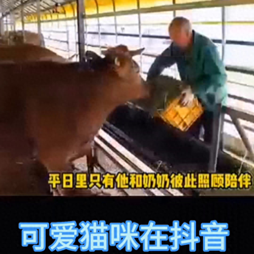 抖音十大名猫排行榜(抖音火的猫)插图5