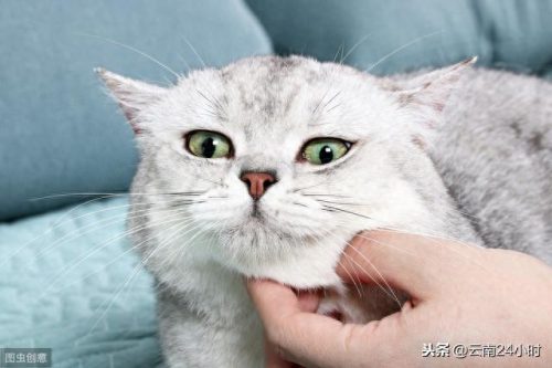 昆明狗狗诊所排名前十(昆明小型诊所)插图6
