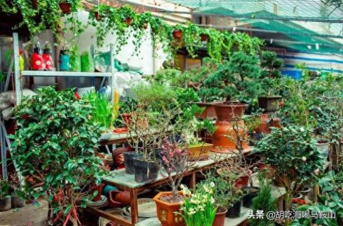 马鞍山十大花店排行榜最新(全国十大花店加盟)插图4