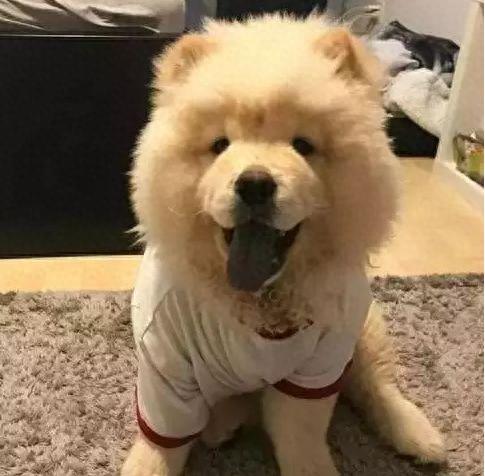 十大最佳犬种排行榜第一(十大名犬排行榜最新)插图6