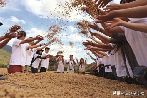 普洱咖啡产能排名前十(普洱炬点咖啡老板)插图3