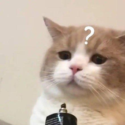 表情包猫咪十大排行榜(十大猫咪颜值大排名)插图13