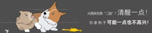 十大最佳犬种排行榜第一(十大名犬排行榜最新)插图20