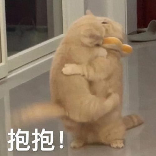 表情包猫咪十大排行榜(十大猫咪颜值大排名)插图28