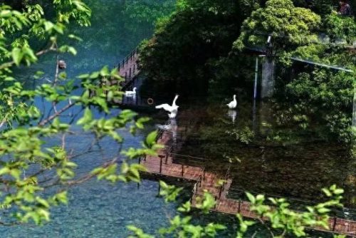 合肥周边茶山排名前十(六大茶山品牌的茶怎么样)插图12