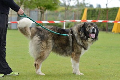 十大凶犬排行榜图片高清(中国十大最凶犬)插图3