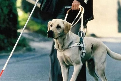 狗电影十大排行榜导盲犬(一只导盲犬需要多少钱)插图4