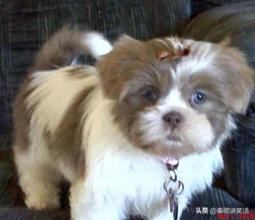 世界十大小型犬排行榜图片(十大最好的小型犬排名)插图4