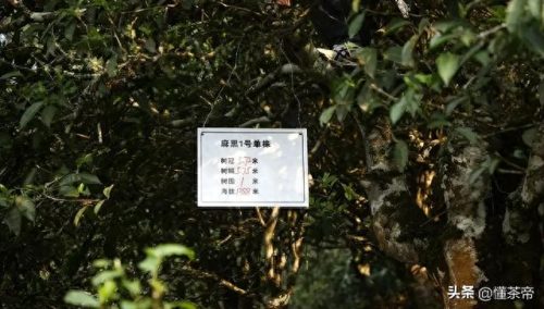 普洱生茶排名前十(普洱生茶十大排名)插图7