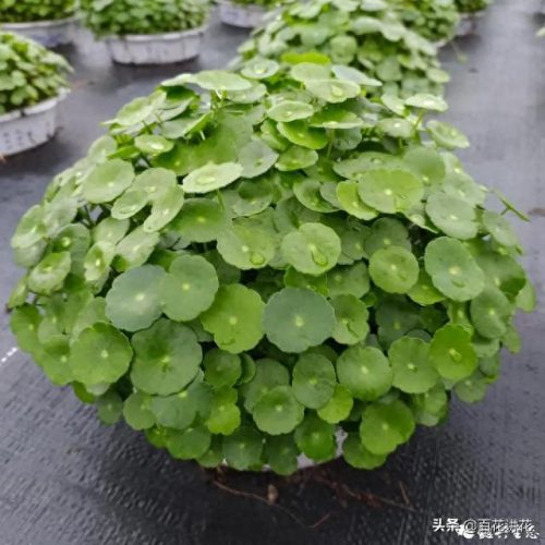 植物净水效率排名前十(目前净水最好的技术)插图38