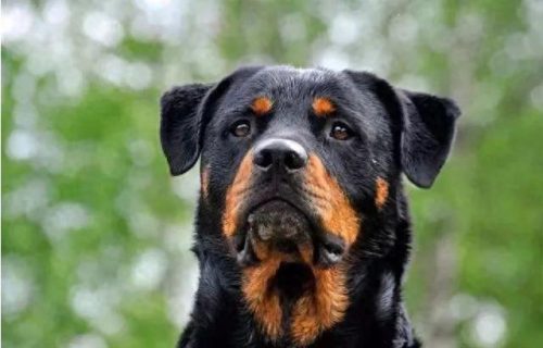 十大最佳犬种排行榜第一(十大名犬排行榜最新)插图9
