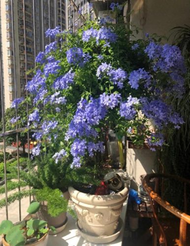 十大最易买的花卉排行榜(昌平十大花卉市场)插图20