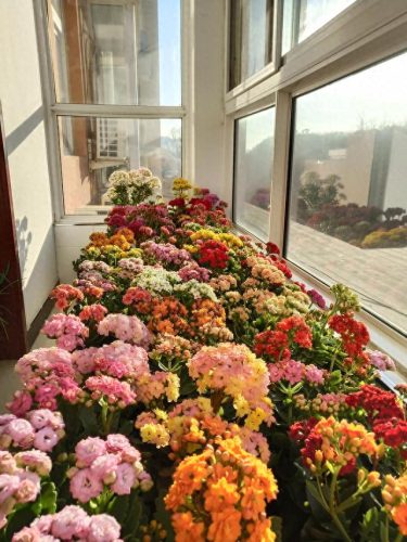 十大最易买的花卉排行榜(昌平十大花卉市场)插图10
