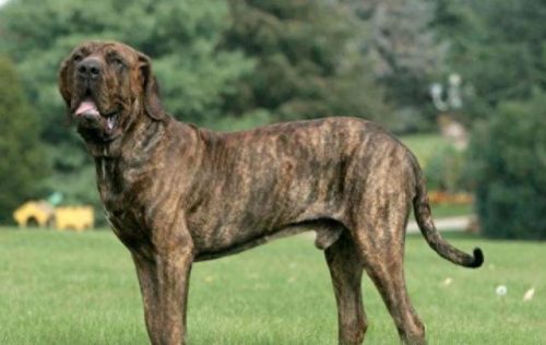各国排名前十的犬(世界最强大的犬排名)插图7