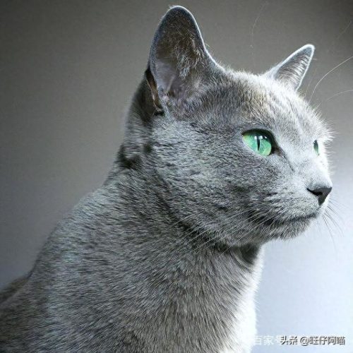 宠物猫咪十大排行榜(国内十大宠物猫排行榜)插图5