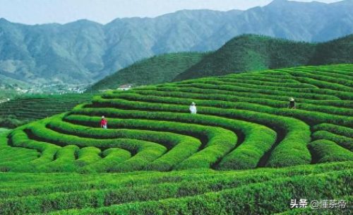 十大茶叶品牌名单排行榜(十大茶叶品牌名单排行榜及价格图)插图6