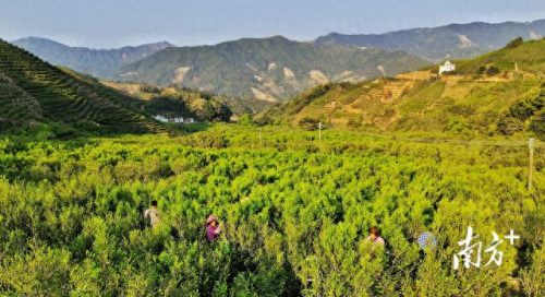 广东省十大名茶排行榜(广东十大名酒)插图1