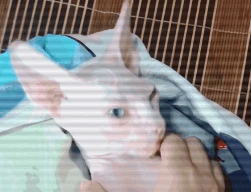 十大禁养猛猫品种排行榜(中国土猫品种)插图1