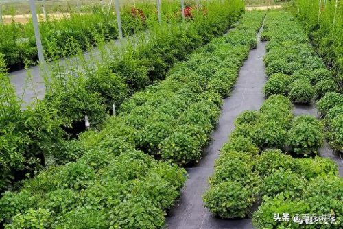 植物净水效率排名前十(目前净水最好的技术)插图39