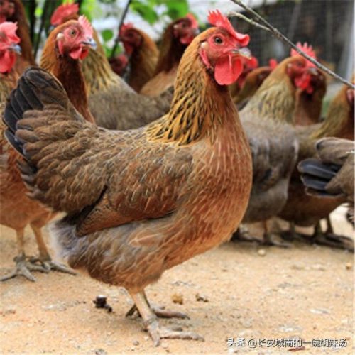 中国十大名鸡特色排行榜(麻椒鸡十大品牌)插图7