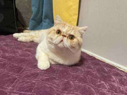十大禁养猛猫品种排行榜(中国土猫品种)插图8