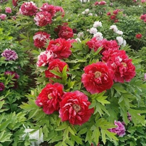 北方耐热植物排名前十(南方耐热植物排行榜)插图8