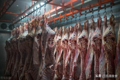 中国黄牛产区排名前十(黄牛品种排行榜前十名)插图4