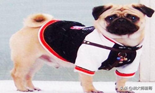 中国十大中型犬排行榜(大中型犬推荐品种)插图3