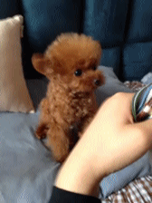 最便宜的十大名犬排行榜(十大巨犬排行榜)插图10