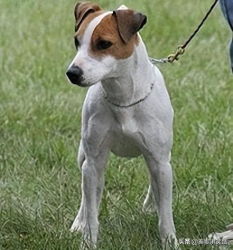 世界十大小型犬排行榜图片(十大最好的小型犬排名)插图6