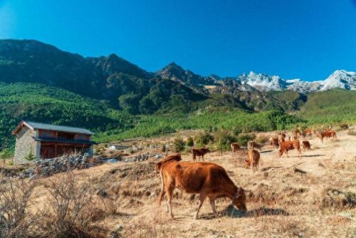 丽江景点价格排名前十(7月份云南丽江十大旅游景点)插图34