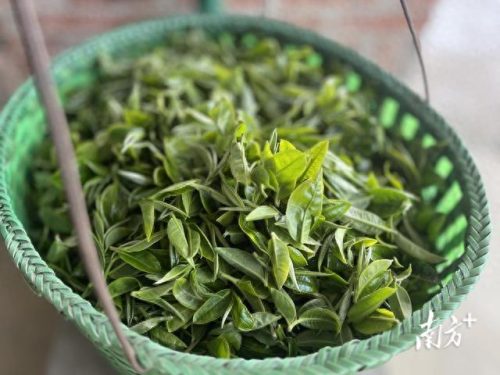 广东省十大名茶排行榜(广东十大名酒)插图3