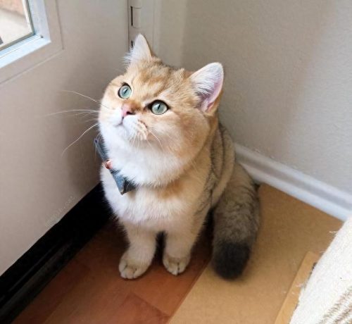 家养十大宠物猫排行榜最新(好养的十大宠物猫排名)插图2