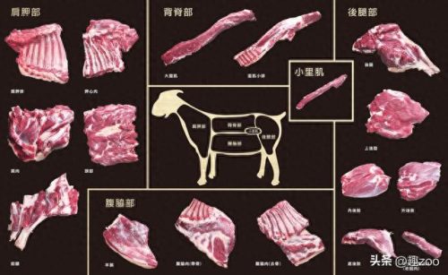 世界羊品种排名前十(世界上最好羊品种)插图