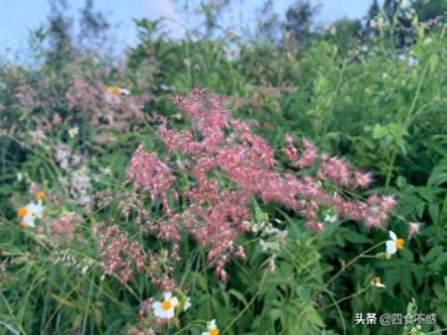 汕尾牛腩店排名前十(汕尾牛腩火锅排行榜)插图28
