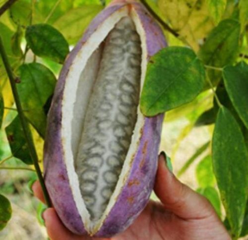 十大田间零食排行榜(十大走心零食排行榜)插图7