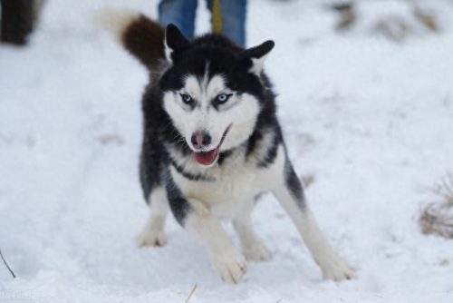 犬排名前十的狗狗(狗狗驱虫药十大排名)插图9