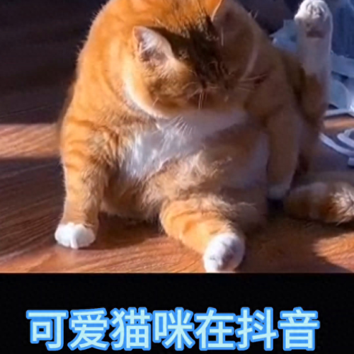 抖音十大名猫排行榜(抖音火的猫)插图1