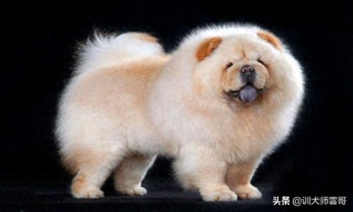 中国十大中型犬排行榜(大中型犬推荐品种)插图8